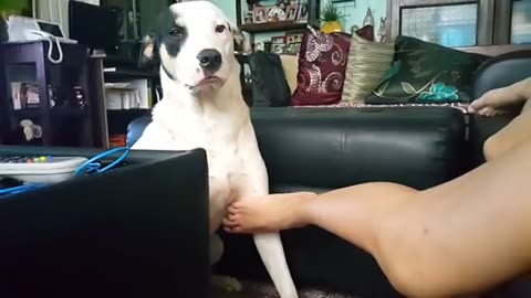 Dog asks for a belly rub(360P)
