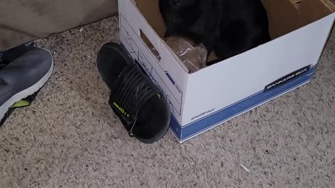 Hank wants the shoe