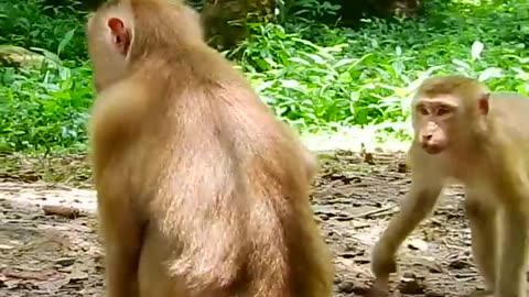 Funny Monkey playing