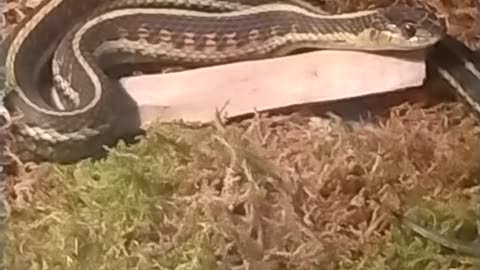 Snake eats. Reptile feeding