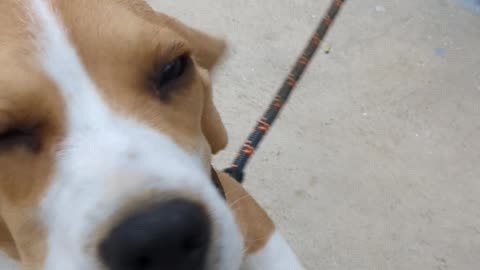Cute Beagle Dog #beagle #dog #cutedog#viral #trending #rumble #video