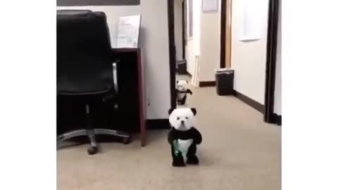 Dog Dressed in Panda