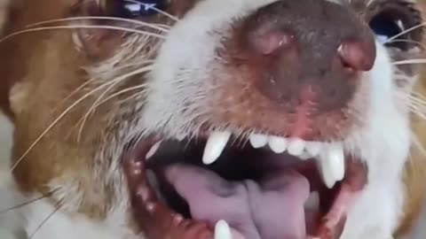 What's he laughing at? 😂 Dog laugh laughing ... funny pets life #2