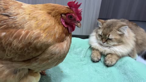 The hen suspects the kitten has stolen the chicks_The cat returned the chick to the hen.Funny cute-