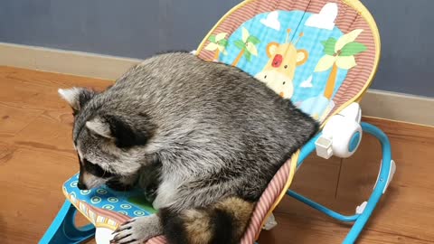 Raccoon is embarrassed because the snack has slipped out of a perforated cup.