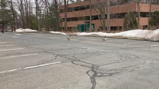 Geese Marching