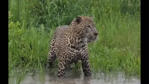 jaguar hunting catfish, trying 😁😅