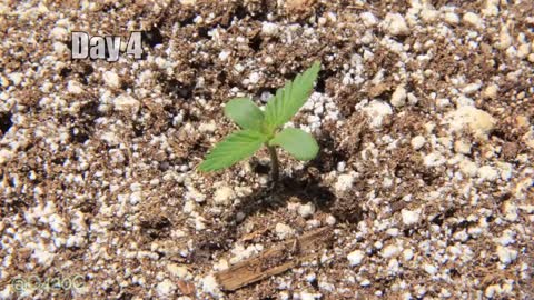 Cannabis Life Cycle Time Lapse Seed to Harvest