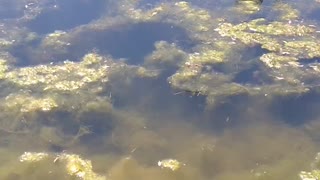 Dragonflies on swamp