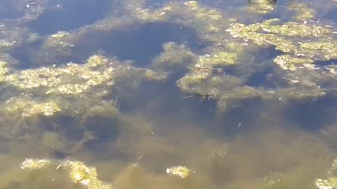 Dragonflies on swamp