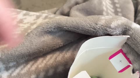 Parrot tries to stop mom from eating candy