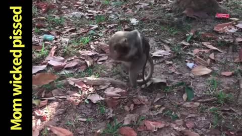 compilation showing what monkeys do