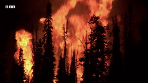 Forest Regenerates After Devastating Fires Yellowstone BBC Earth