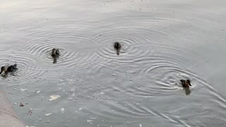 Flotilla of Ducklings
