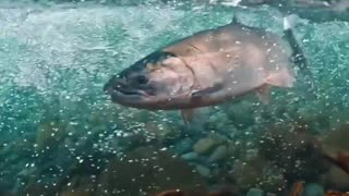 beautiful salmon swimming against the current