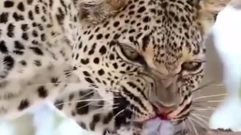 Cheetahs eat shit?