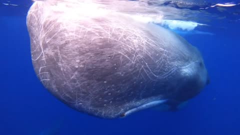 Big Whale , perfect 🐳