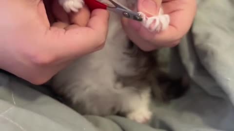 Cute cat nail cutting