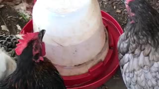 Thirsty Chickens