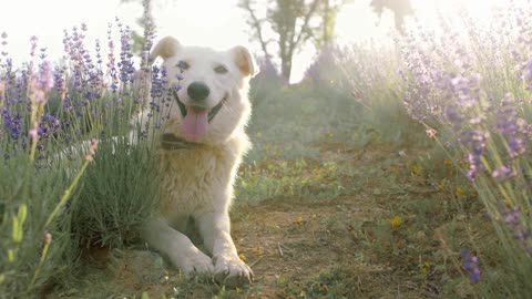 animals #cats #ilovemydog #doglove #petstagram #dogphotography