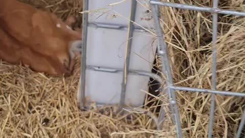 Baby cows at the milkshake farm #3