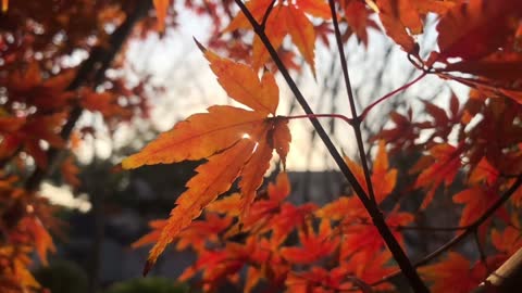 Small maple leaf