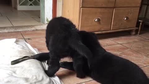 German Shepherd Walps are fighting