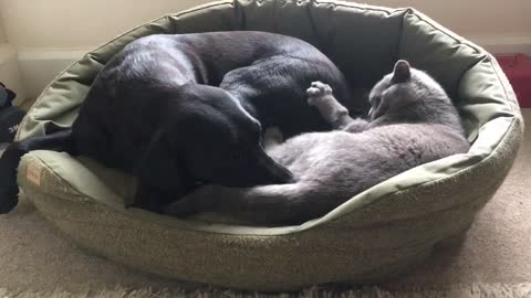 Labrador defends bed space from invasive cat