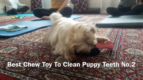 Cheap Chew Toy To Clean Teeth - my dog loves this No.2