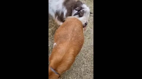 Try not to laugh dogs and cats 🐶😂 funniest animals videos 2024