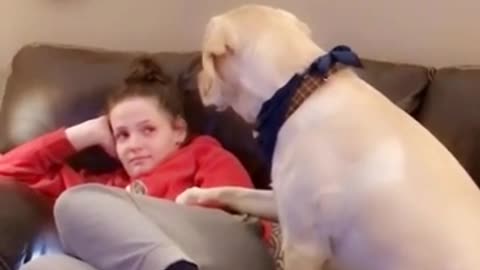 Needy dog humorously demands owner's attentions