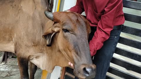 Innocent Cow wants me to scratch her Head || Innocent Cow