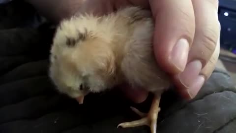 sleeping chick