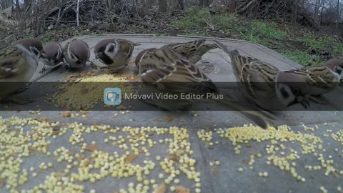 cute and small birds