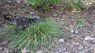 Rosette, the Jungle Cat