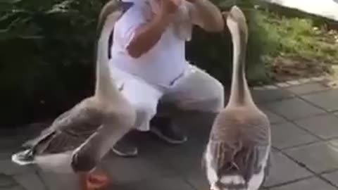 the geese charmer