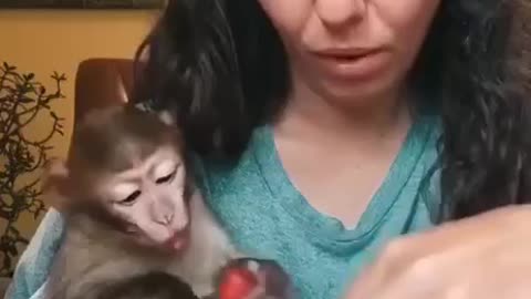 For a tasting. Monkey