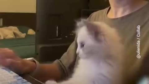 Funny Video Cat Virtual Assistant