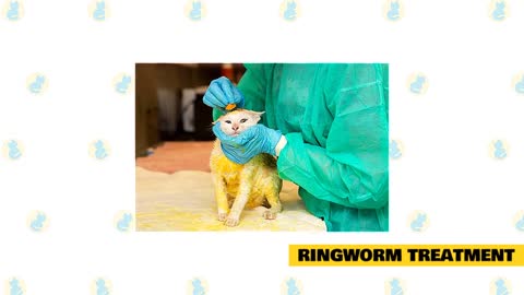 Everything you need to know about Ringworms in your Cat!
