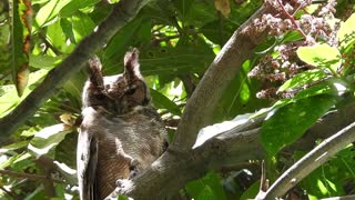 Greyish Eagle Owl ~ Ethiopia
