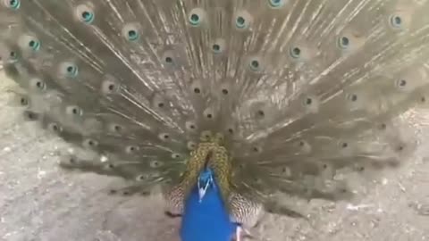 A male peacock showing of his beautiful feathers ❤