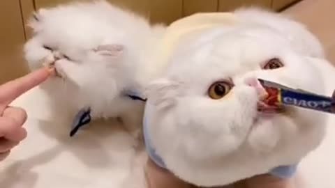 Cute & Funny Cat & Dogs Videos Compilation 2021.