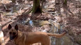 Dogs and I exploring the woods in Alabama’