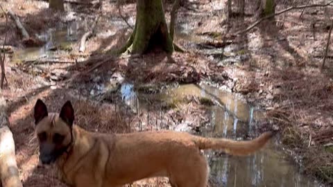 Dogs and I exploring the woods in Alabama’