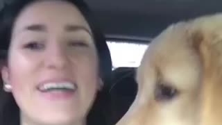 Golden retriever puppy wants to find out what’s mommy doing