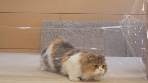 Gatos VS Pared invisible 😂 - Funny Cats Life