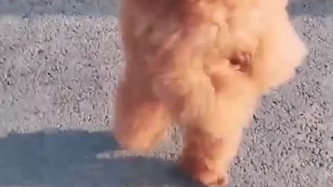 Funniest Animals 2024 😂 Funny Cats and Dogs 🐱🐶 _ Funny Animal Videos