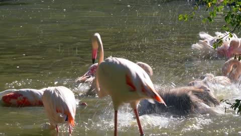 Flamingo birds swim in the water