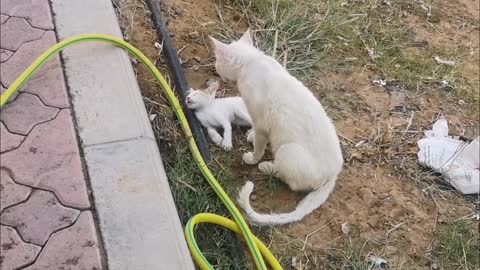 Mom Cat Cleaning her Kitten
