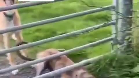 Smart Dog Jumping The Fence